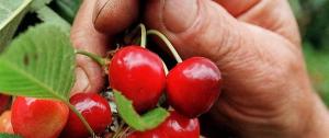 Cherry Pickers/Packers